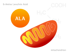 ALA（5-アミノレブリン酸）ってどんなもの？